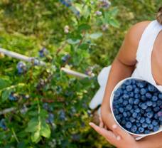 Zdravotní benefity bobulí: Proč jíst maliny nebo aronii?