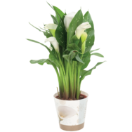 Zantedeschia