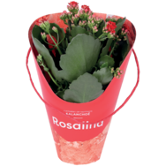 Kalanchoe Rosalina